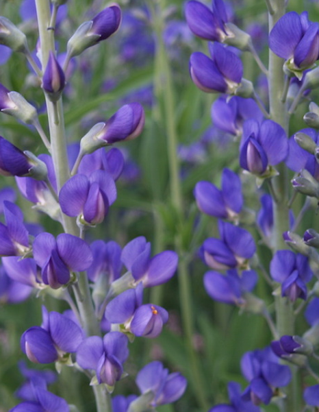 baptisia-grape-taffy-false-indigo-wild-indigo