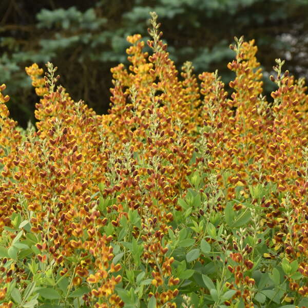baptisia-honey-roasted