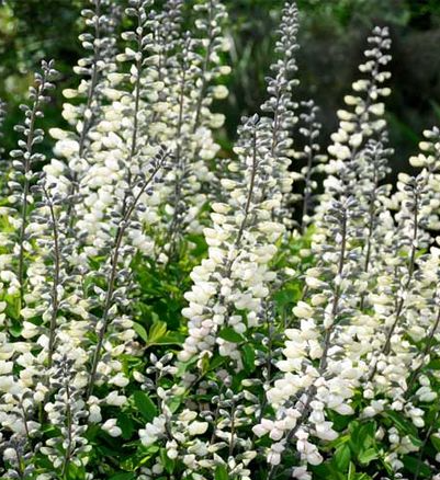 baptisia-ivory-towers-wild-indigo-false-indigo