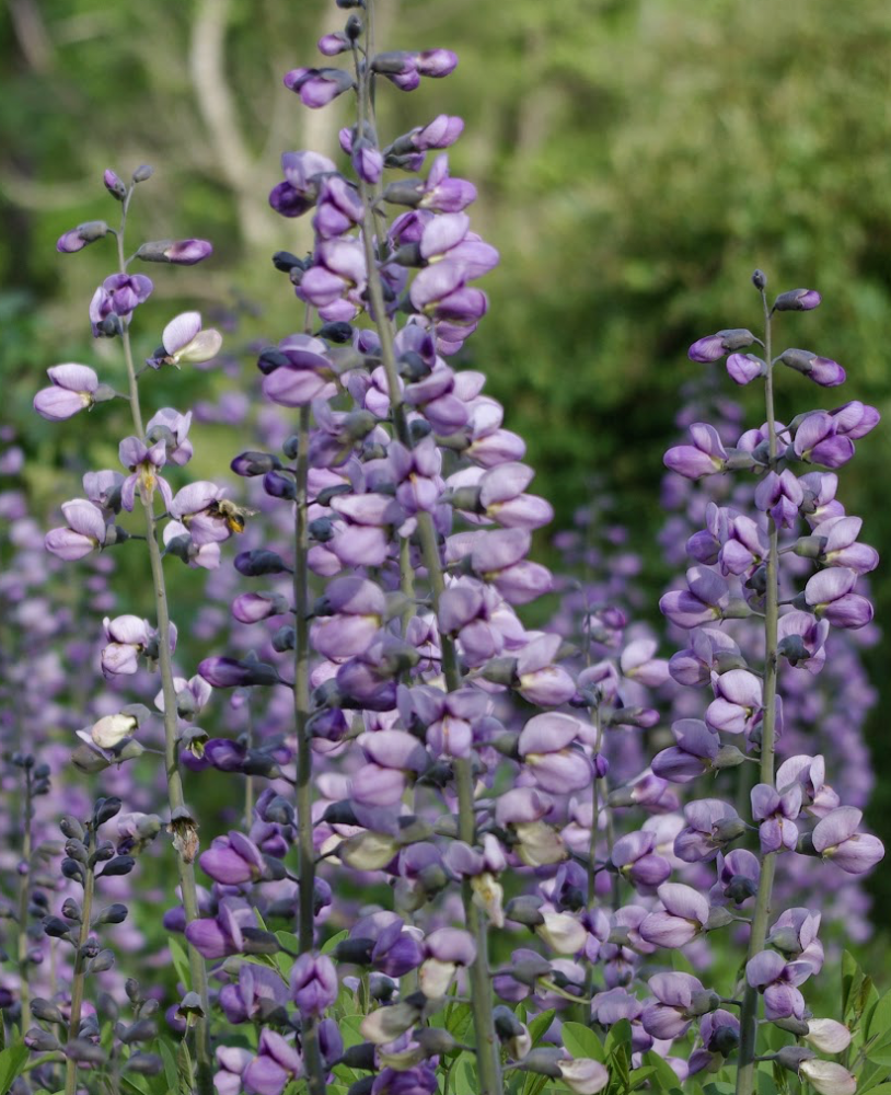 baptisia-purple-smoke-false-indigo