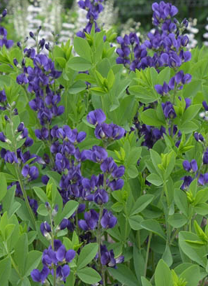 baptisia-royal-purple-wild-indigo-false-indigo