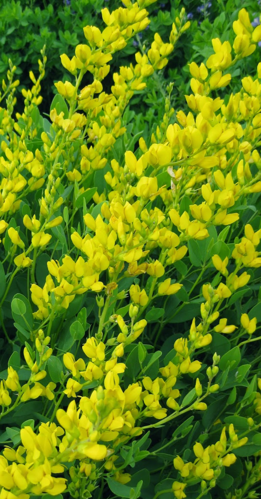 baptisia-sphaerocarpa-screamin-yellow-false-yellow-indigo-yellow-baptisia