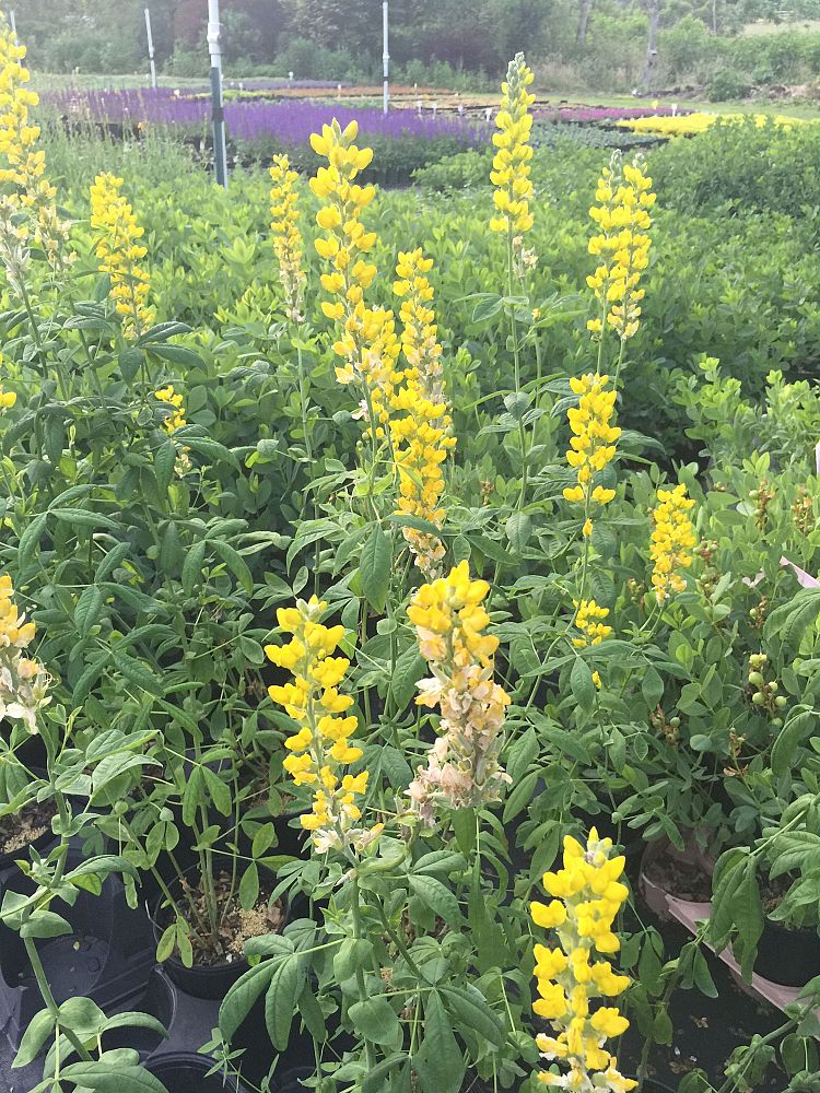 baptisia-sphaerocarpa-yellow-wild-indigo