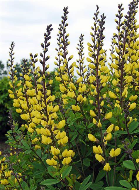 baptisia-sunny-morning-false-indigo