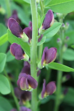 baptisia-twilite-prairieblues-false-indigo-wild-indigo