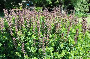 baptisia-twilite-prairieblues-false-indigo-wild-indigo