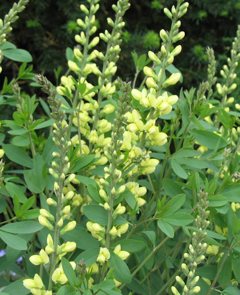 baptisia-x-carolina-moonlight-false-indigo-carolina-moonlight