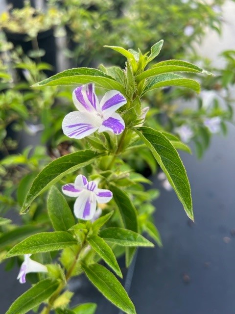 barleria-cristata-lavender-lace