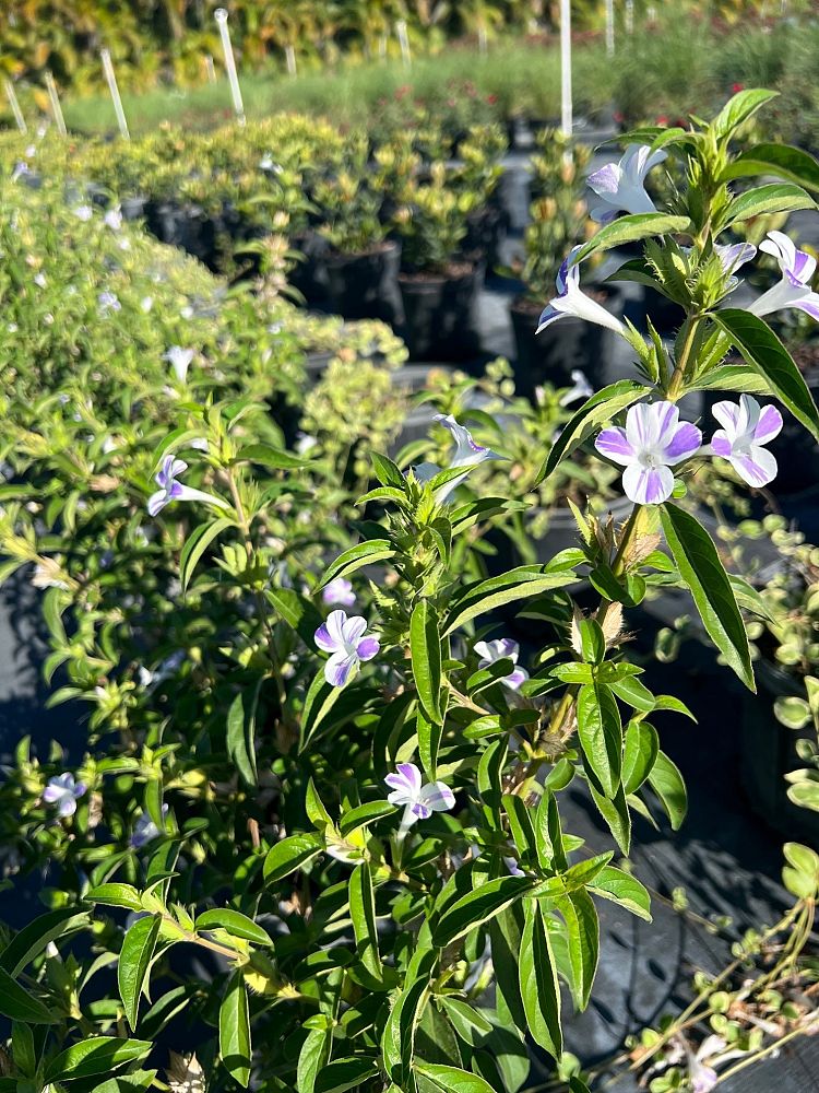 barleria-cristata-lavender-lace