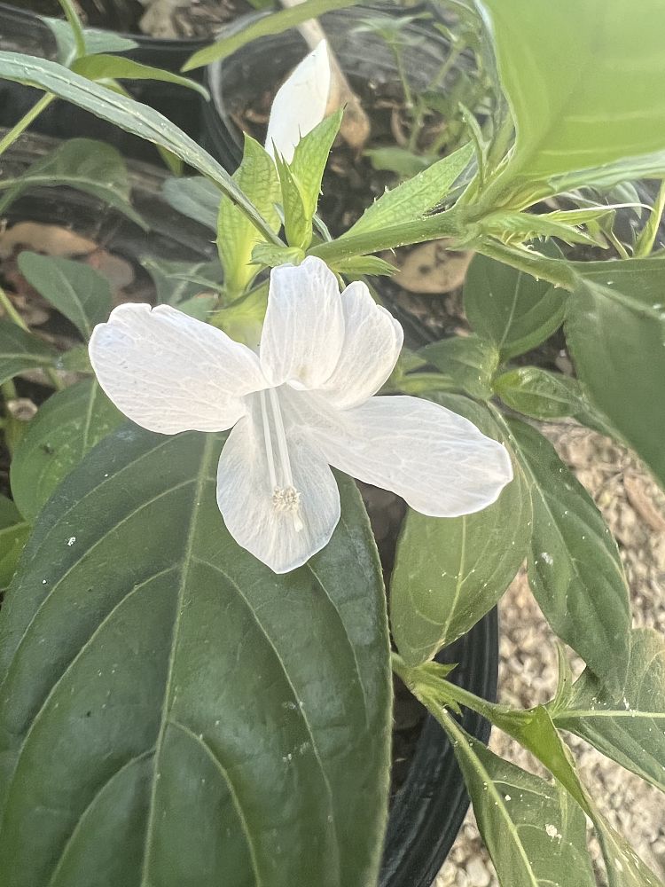 barleria-cristata-philippine-violet