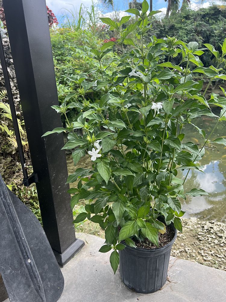 barleria-cristata-philippine-violet