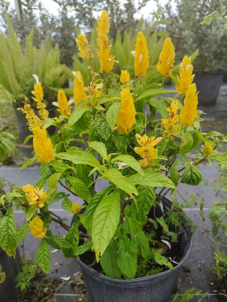 barleria-micans-giant-yellow-shrimp