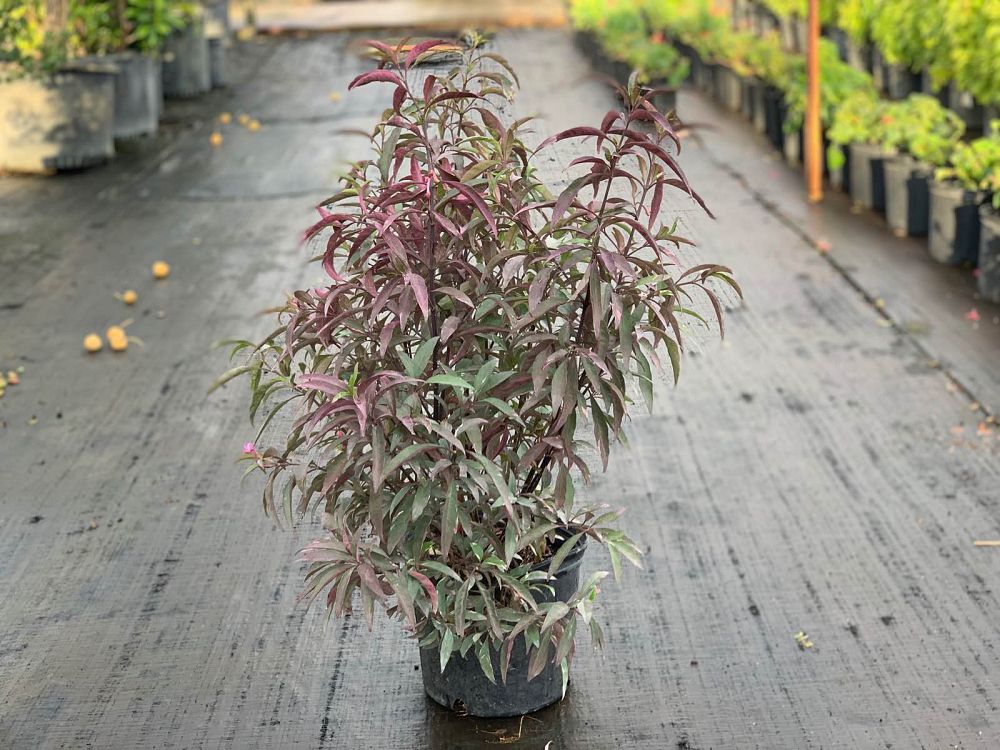 barleria-obtusa-purple-dazzler