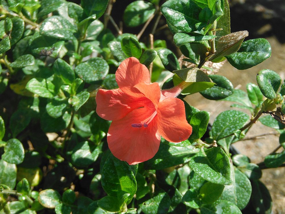 barleria-repens-coral-creeper
