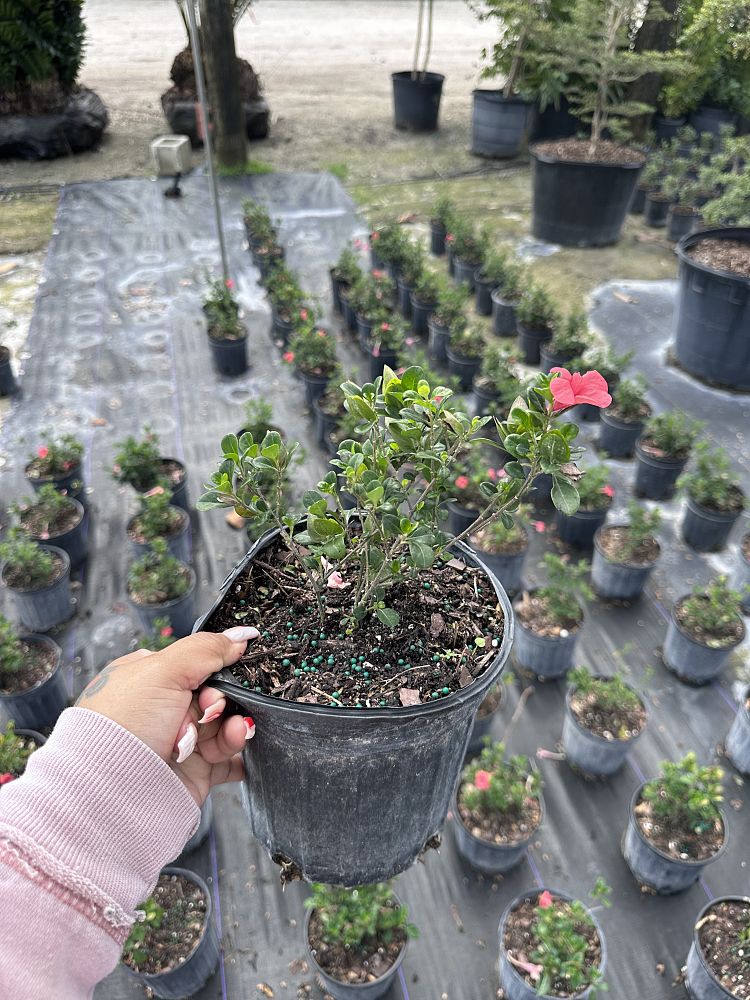 barleria-repens-coral-creeper