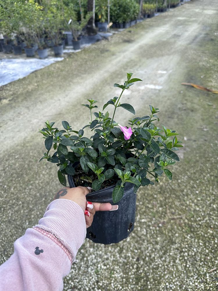 barleria-repens-coral-creeper