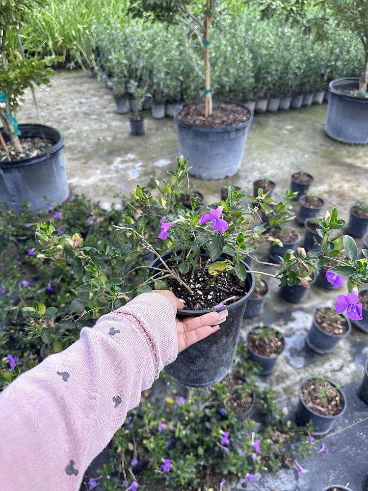 barleria-repens-coral-creeper