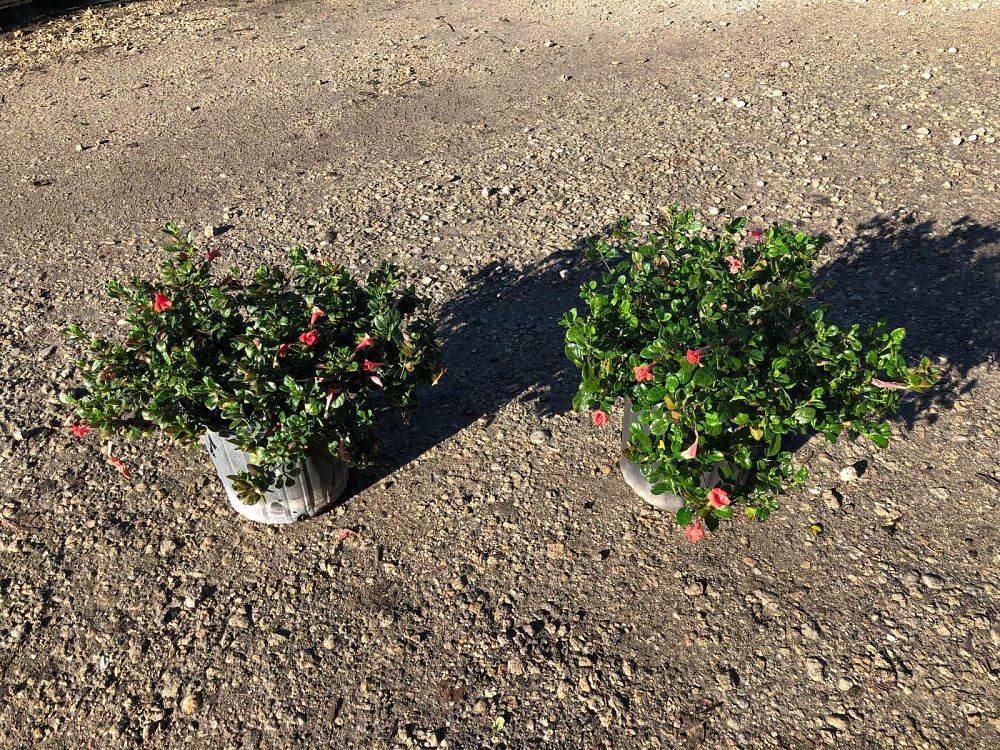 Southern Native Nursery, Inc.