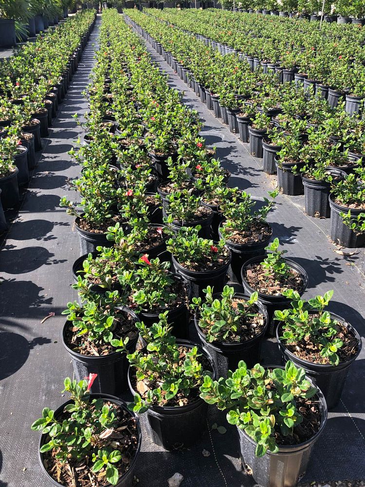 barleria-repens-coral-creeper