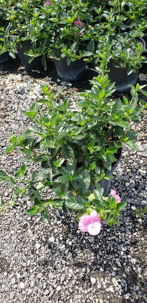 barleria-repens-coral-creeper