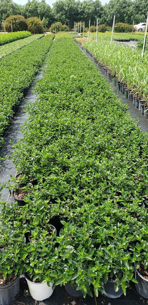 barleria-repens-coral-creeper