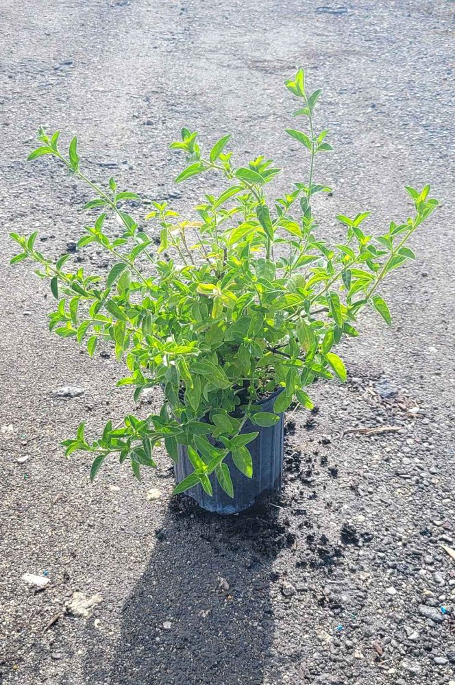 barleria-repens-coral-creeper