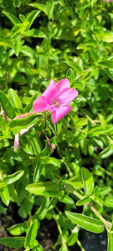 barleria-repens-coral-creeper