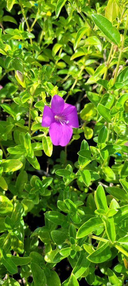 barleria-repens-coral-creeper