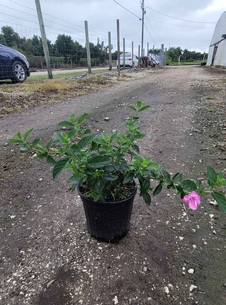 barleria-repens-coral-creeper