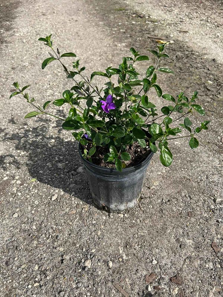 barleria-repens-coral-creeper