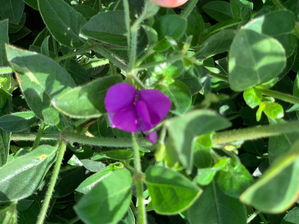 barleria-repens-coral-creeper
