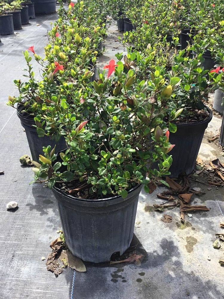 barleria-repens-coral-creeper
