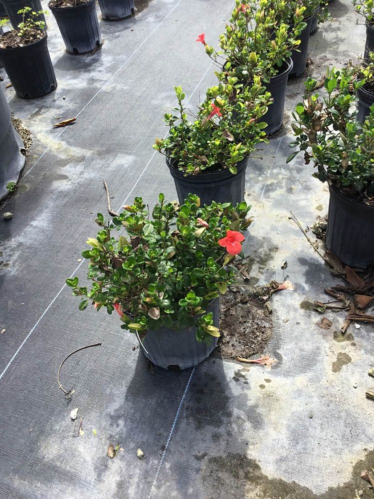 barleria-repens-coral-creeper