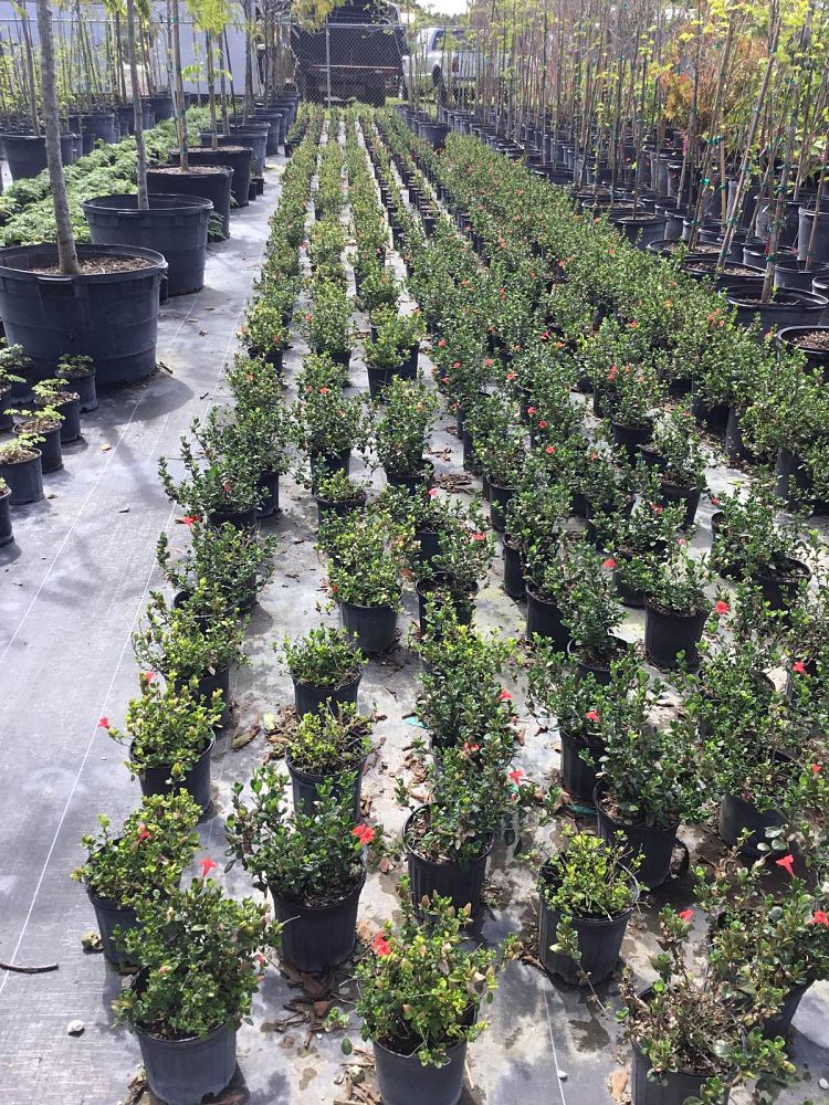 barleria-repens-coral-creeper