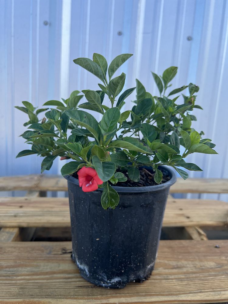 barleria-repens-coral-creeper