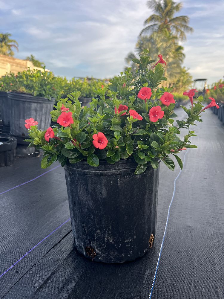 barleria-repens-coral-creeper