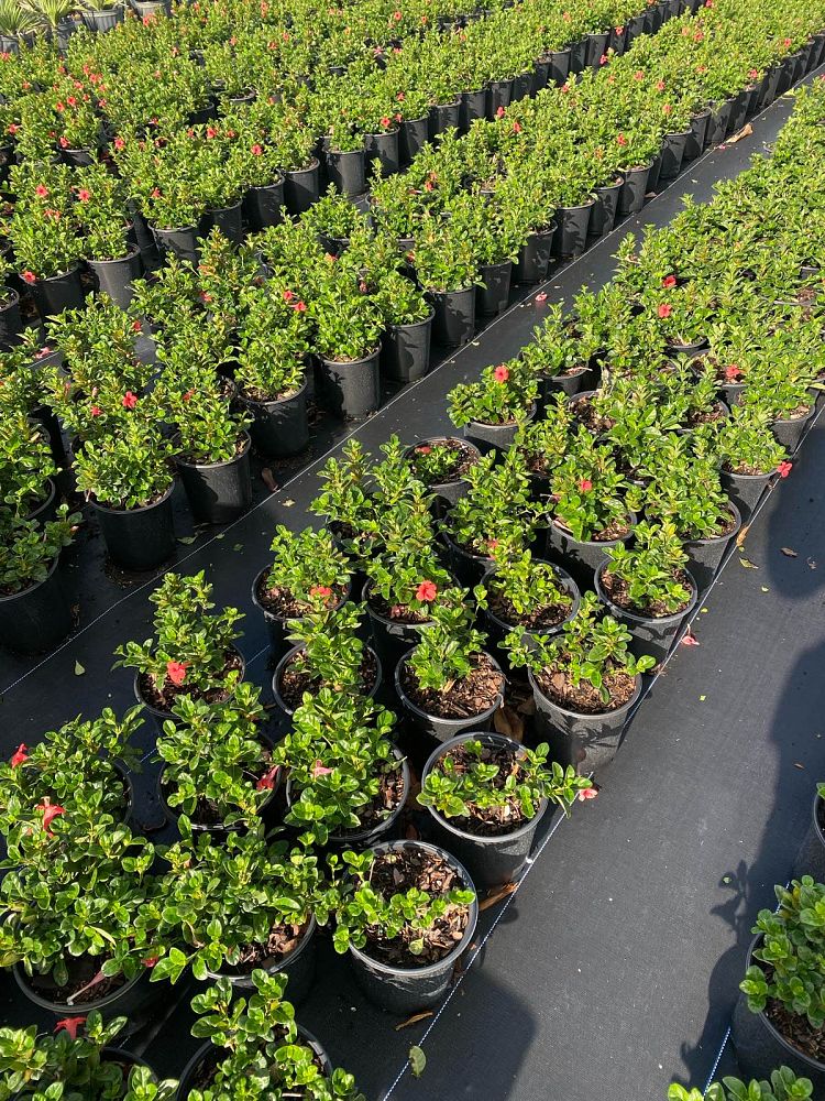 barleria-repens-coral-creeper