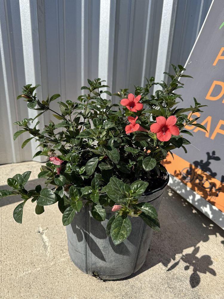 barleria-repens-coral-creeper