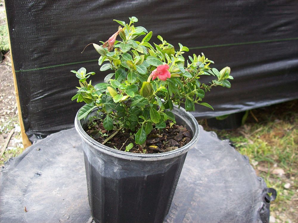 barleria-repens-coral-creeper