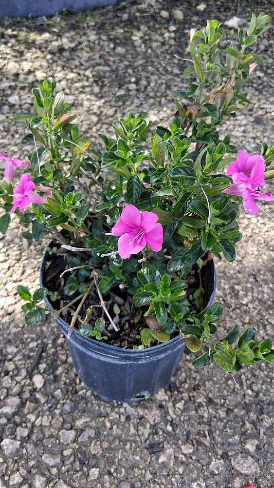 barleria-repens-coral-creeper