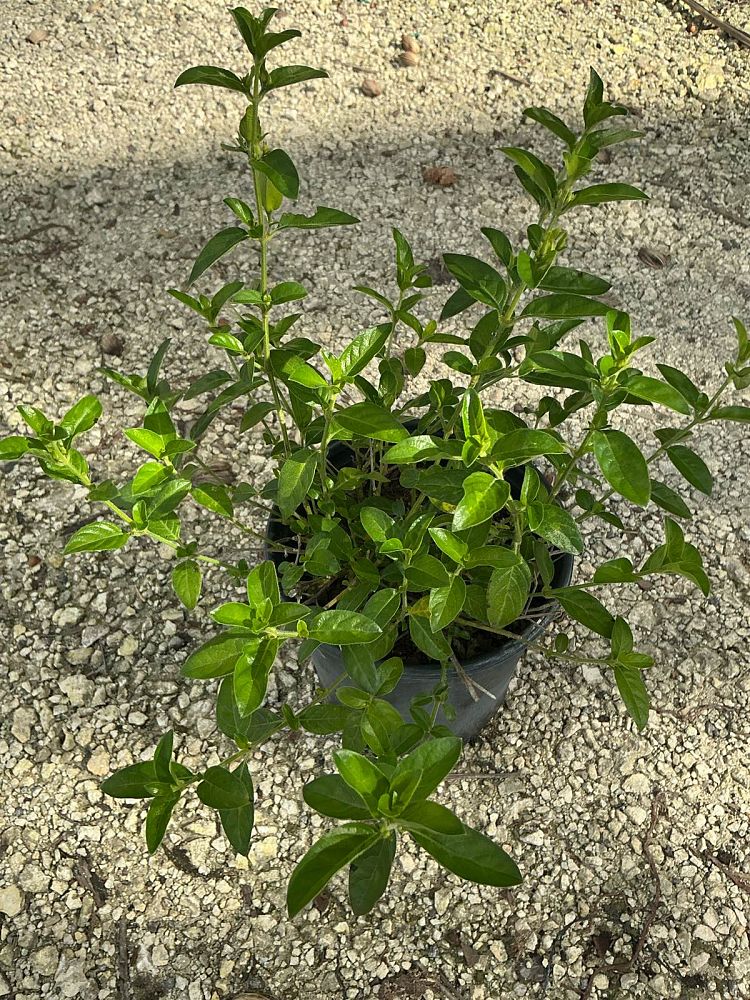 barleria-repens-coral-creeper