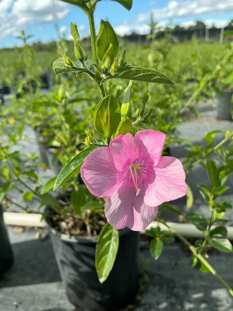 barleria-repens-coral-creeper