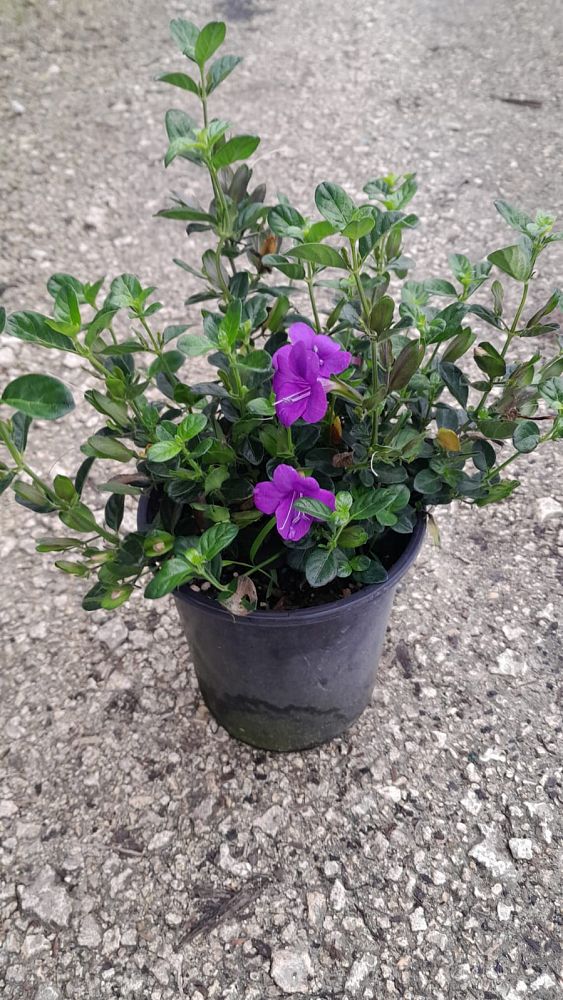barleria-repens-coral-creeper