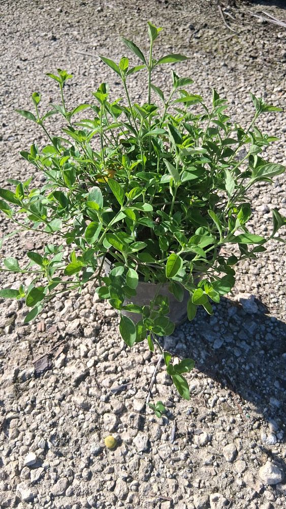 barleria-repens-coral-creeper