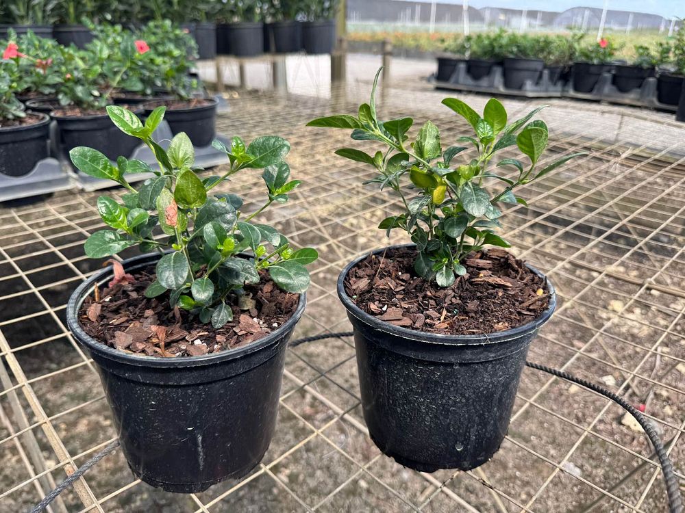 barleria-repens-coral-creeper