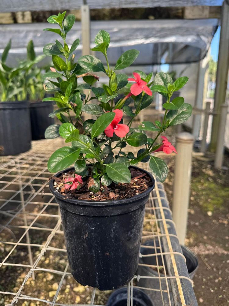 barleria-repens-coral-creeper