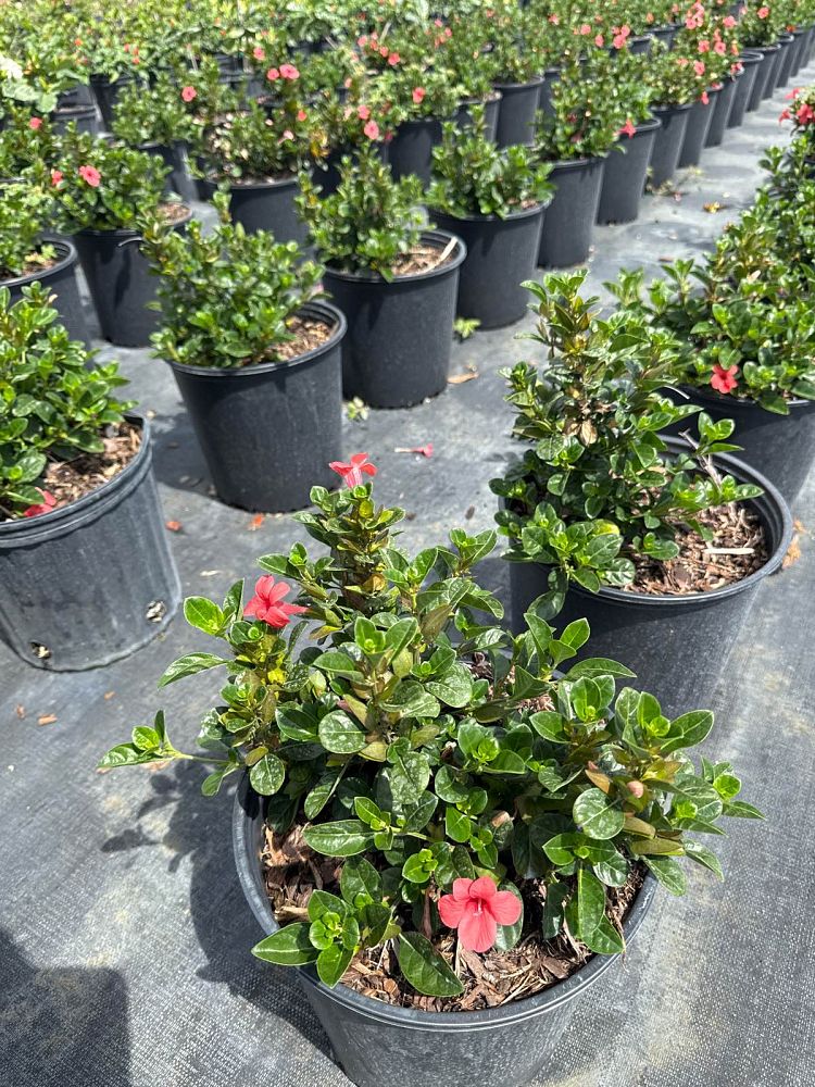 barleria-repens-coral-creeper
