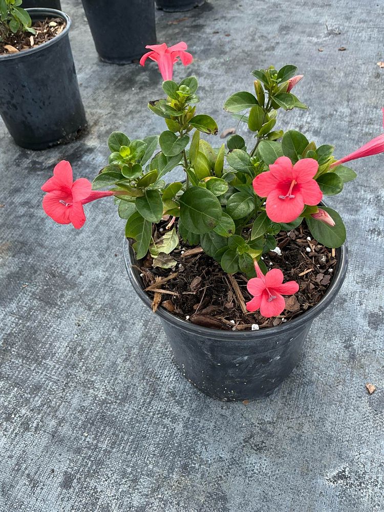 barleria-repens-coral-creeper
