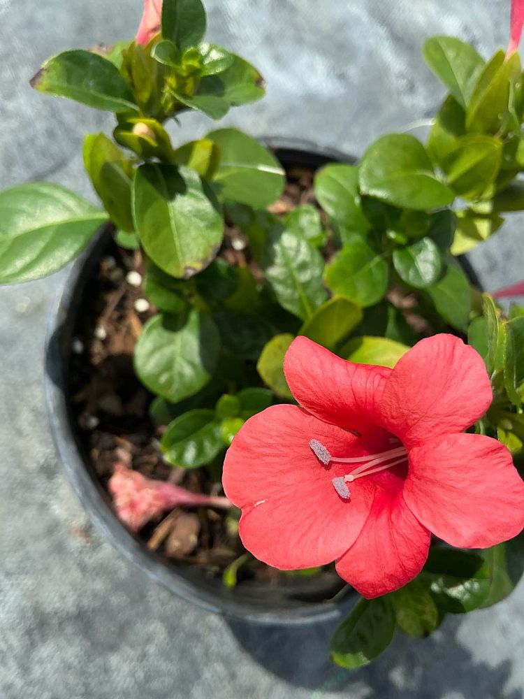 barleria-repens-coral-creeper