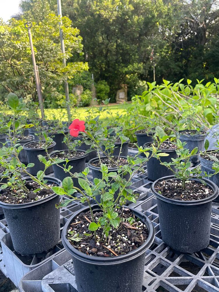 barleria-repens-coral-creeper